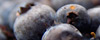 Maine Blueberries