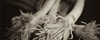 Scallions
